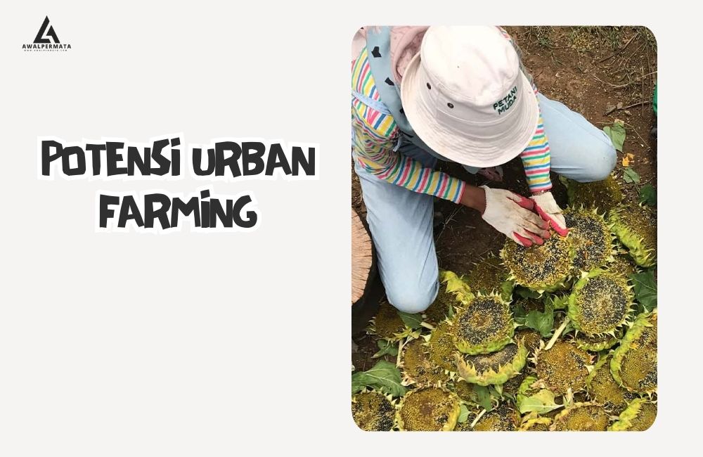 Peran Serta Anak Muda Dalam Perkembangan Urban Farming