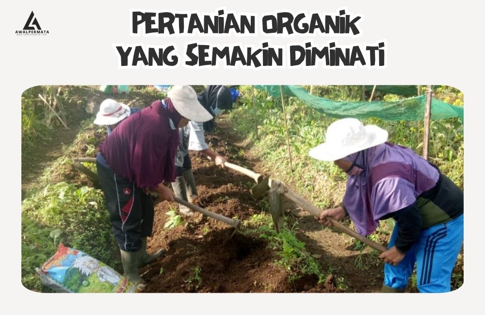 Pertanian Organik Yang Semakin Diminati